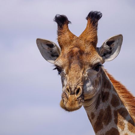 Nkomazi Game Reserve By Newmark Badplaas Buitenkant foto