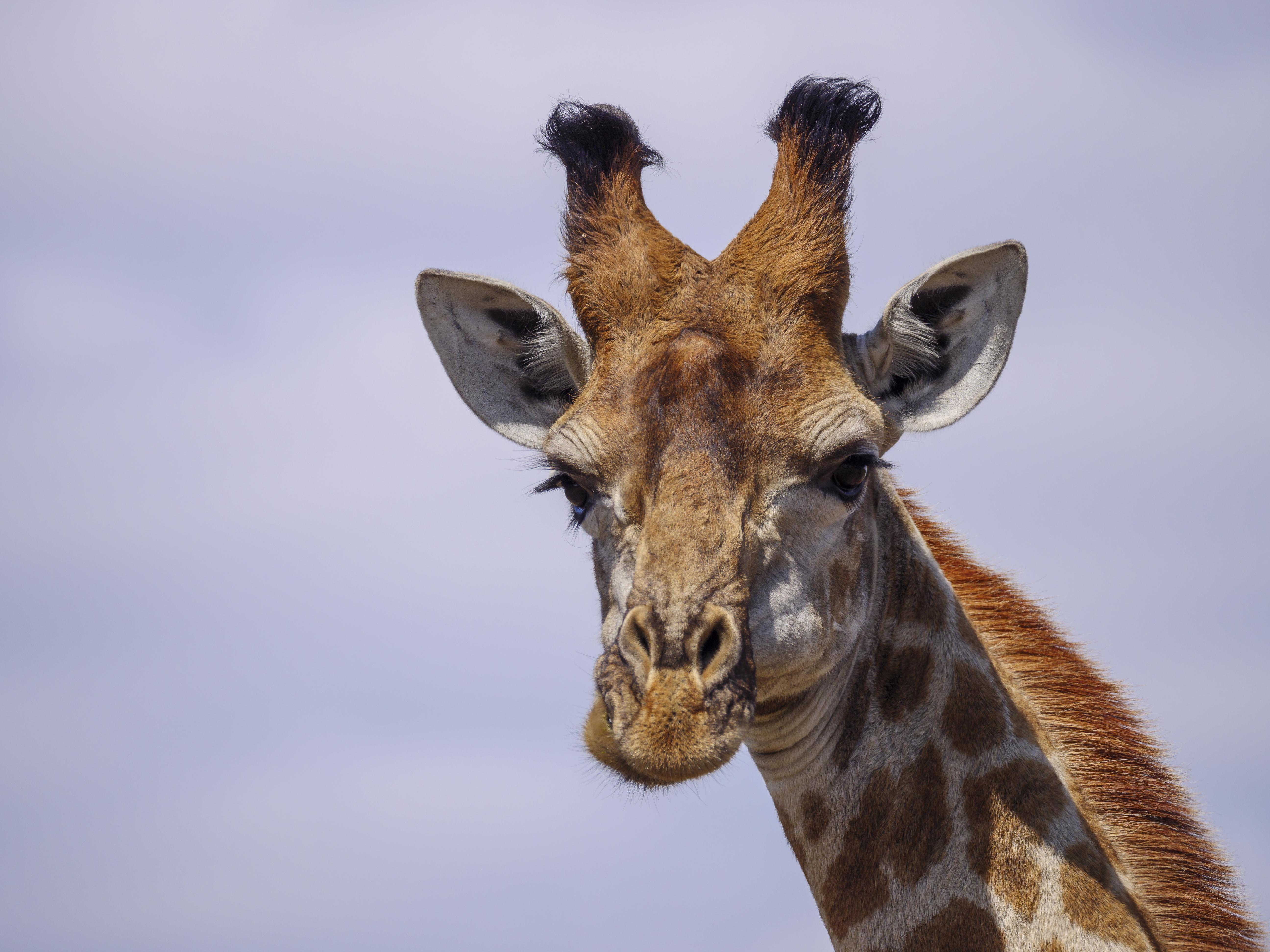 Nkomazi Game Reserve By Newmark Badplaas Buitenkant foto