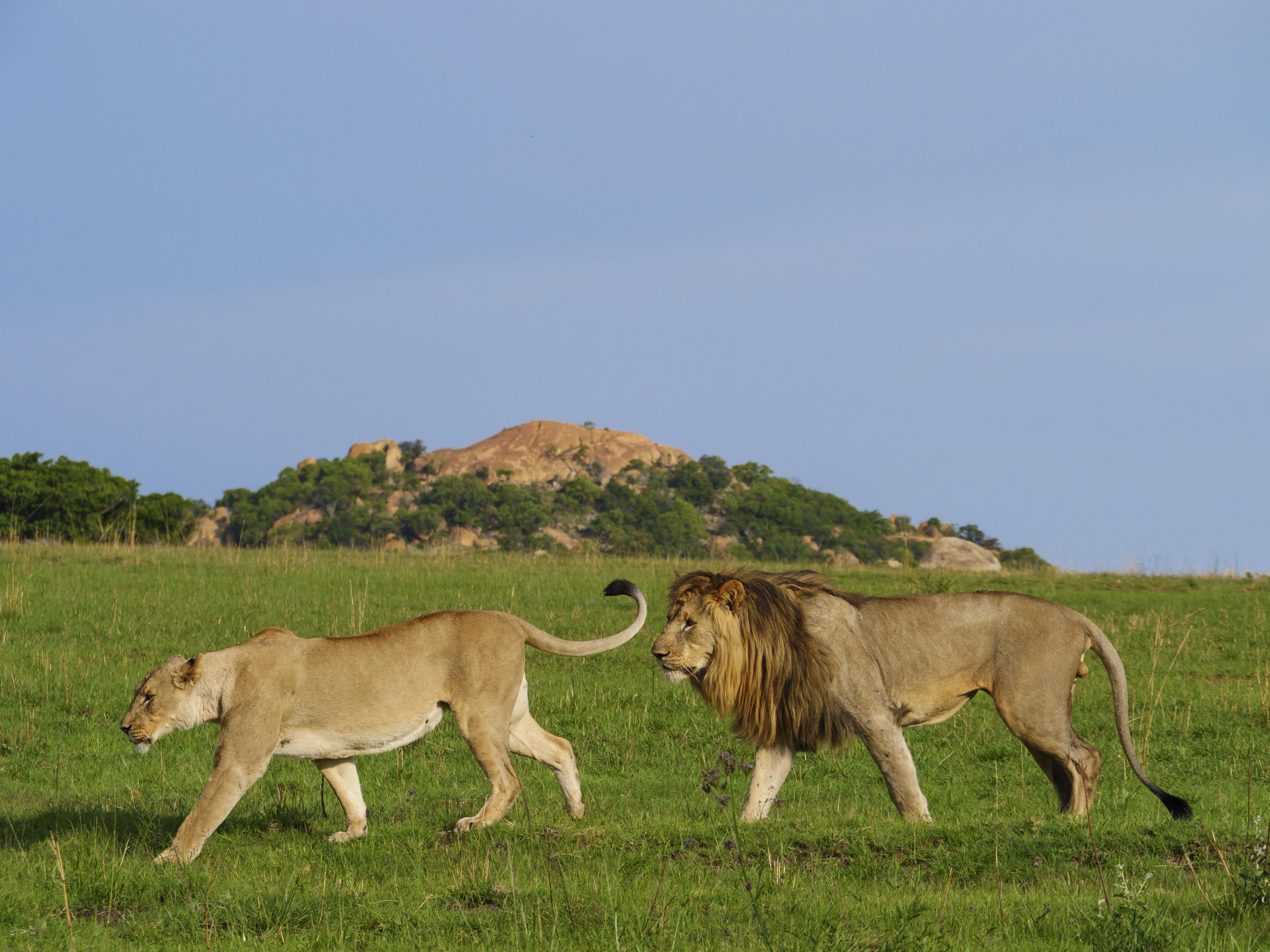 Nkomazi Game Reserve By Newmark Badplaas Buitenkant foto