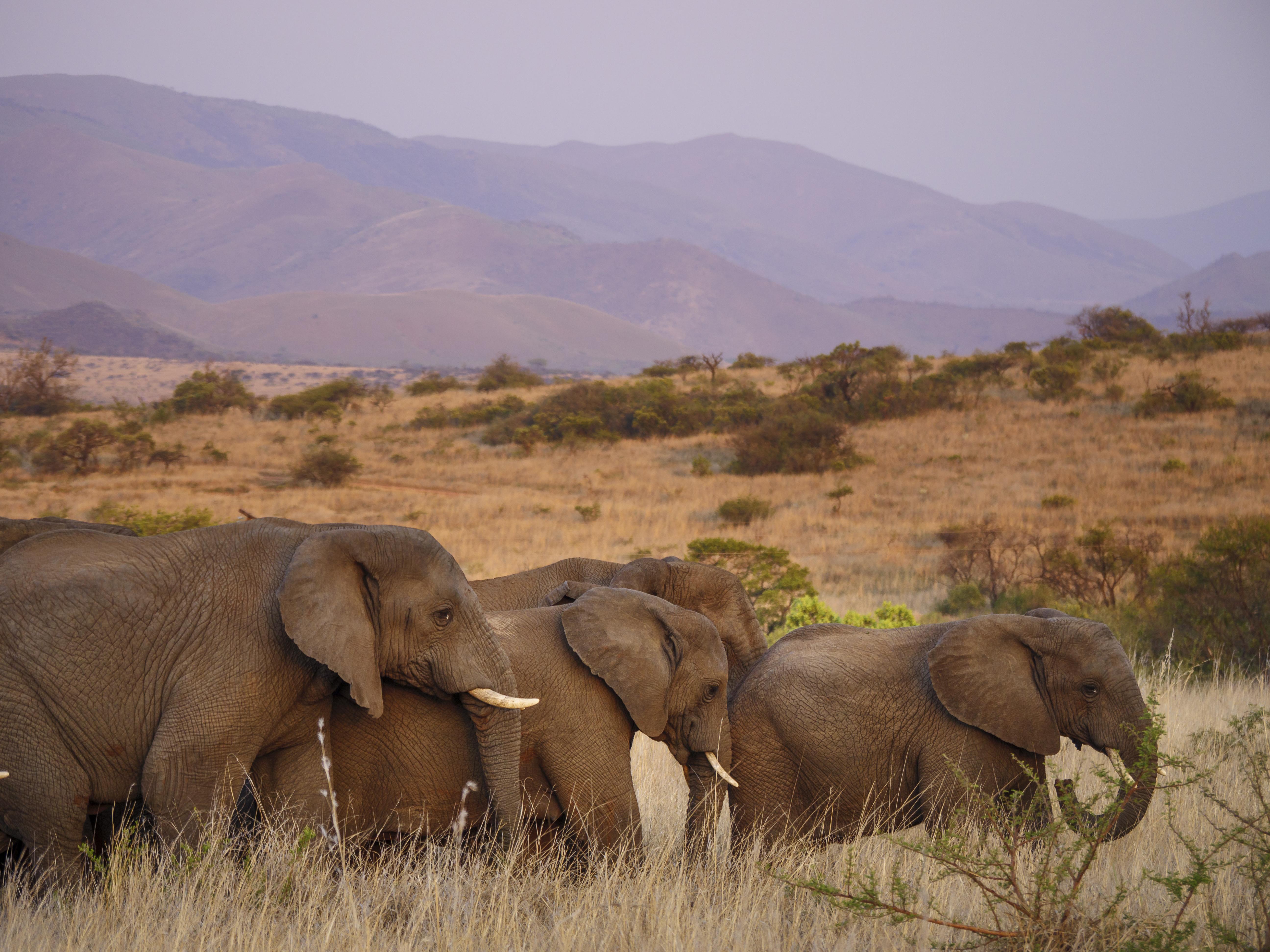 Nkomazi Game Reserve By Newmark Badplaas Buitenkant foto