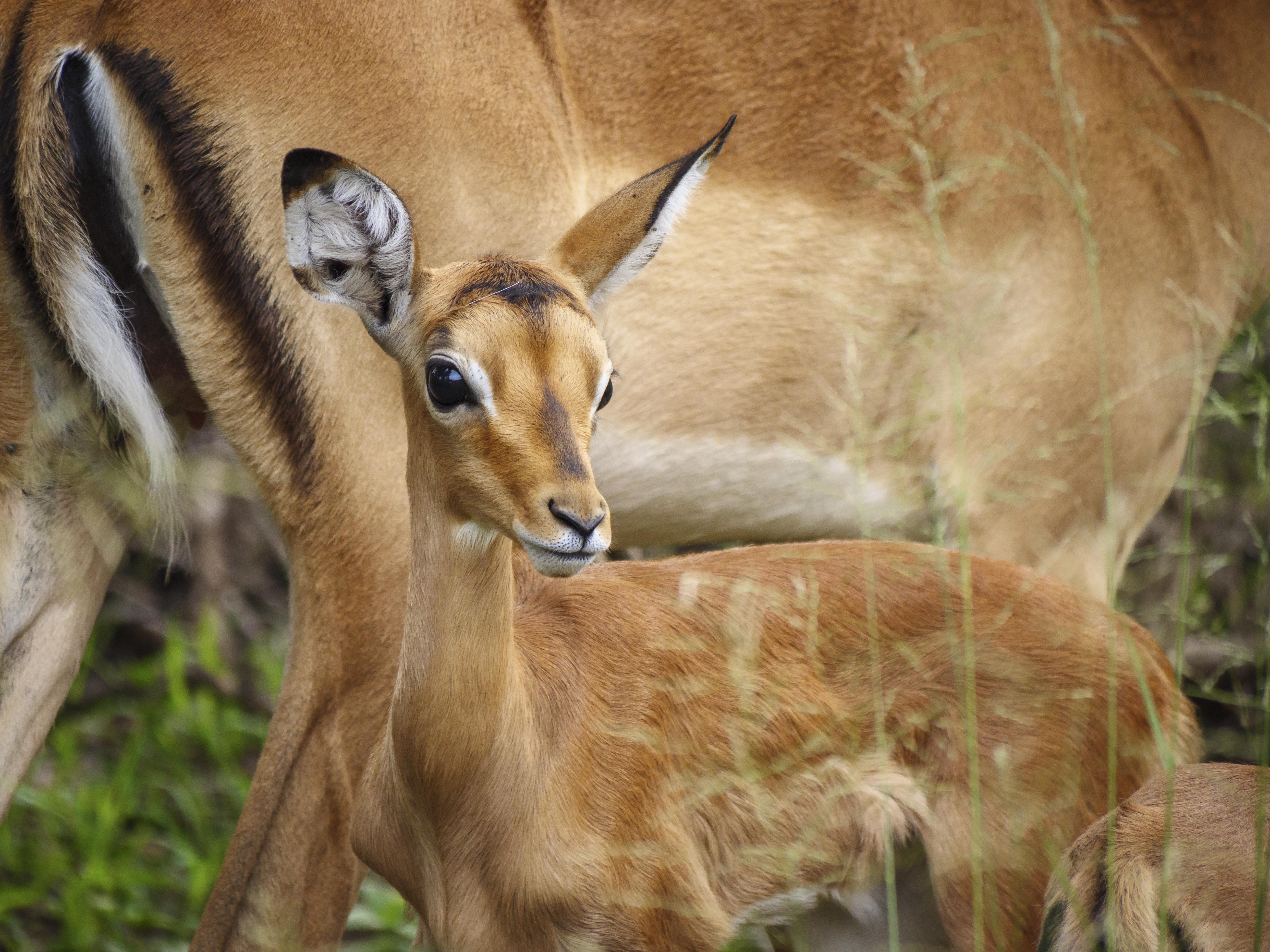 Nkomazi Game Reserve By Newmark Badplaas Buitenkant foto