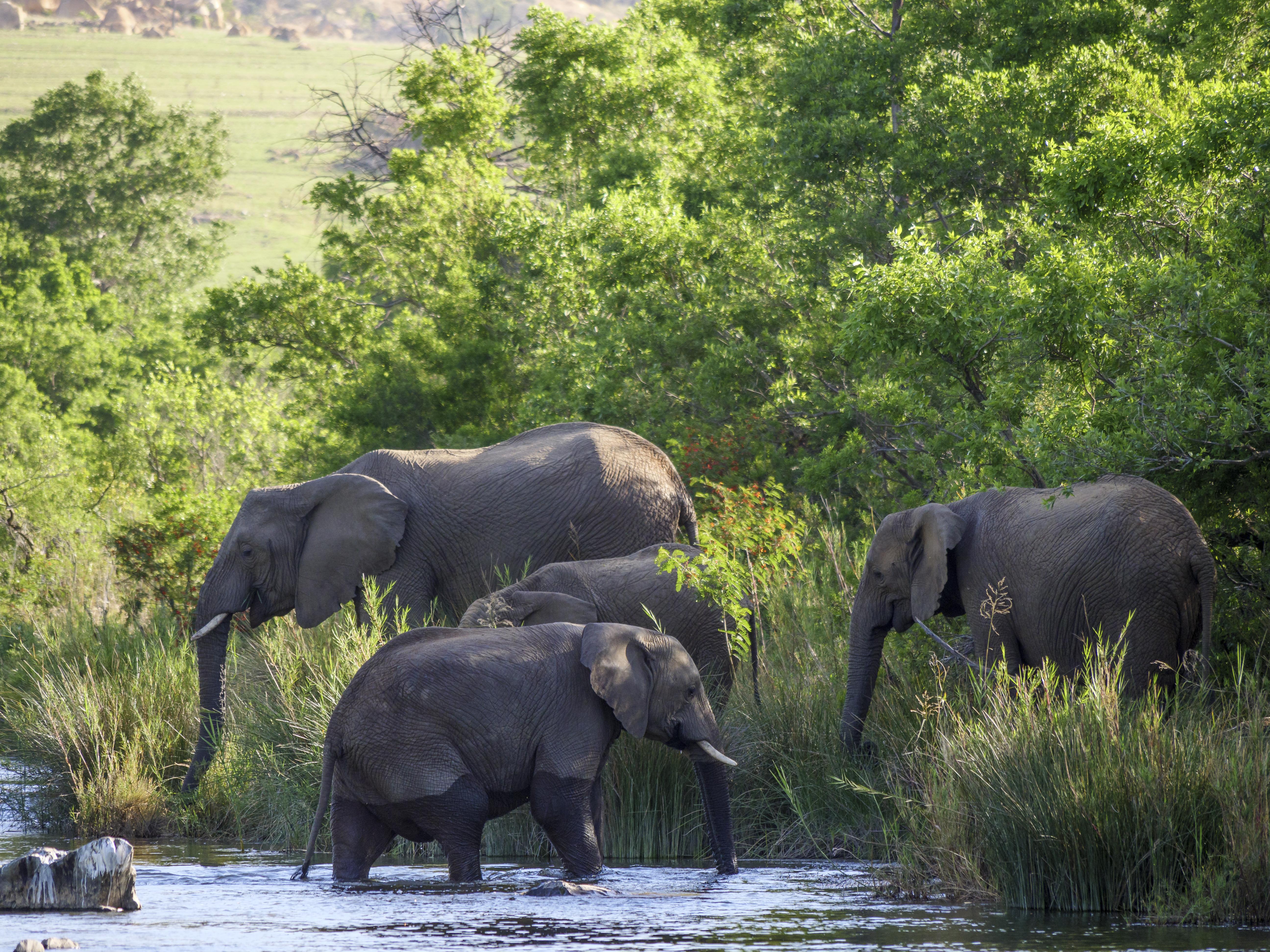 Nkomazi Game Reserve By Newmark Badplaas Buitenkant foto