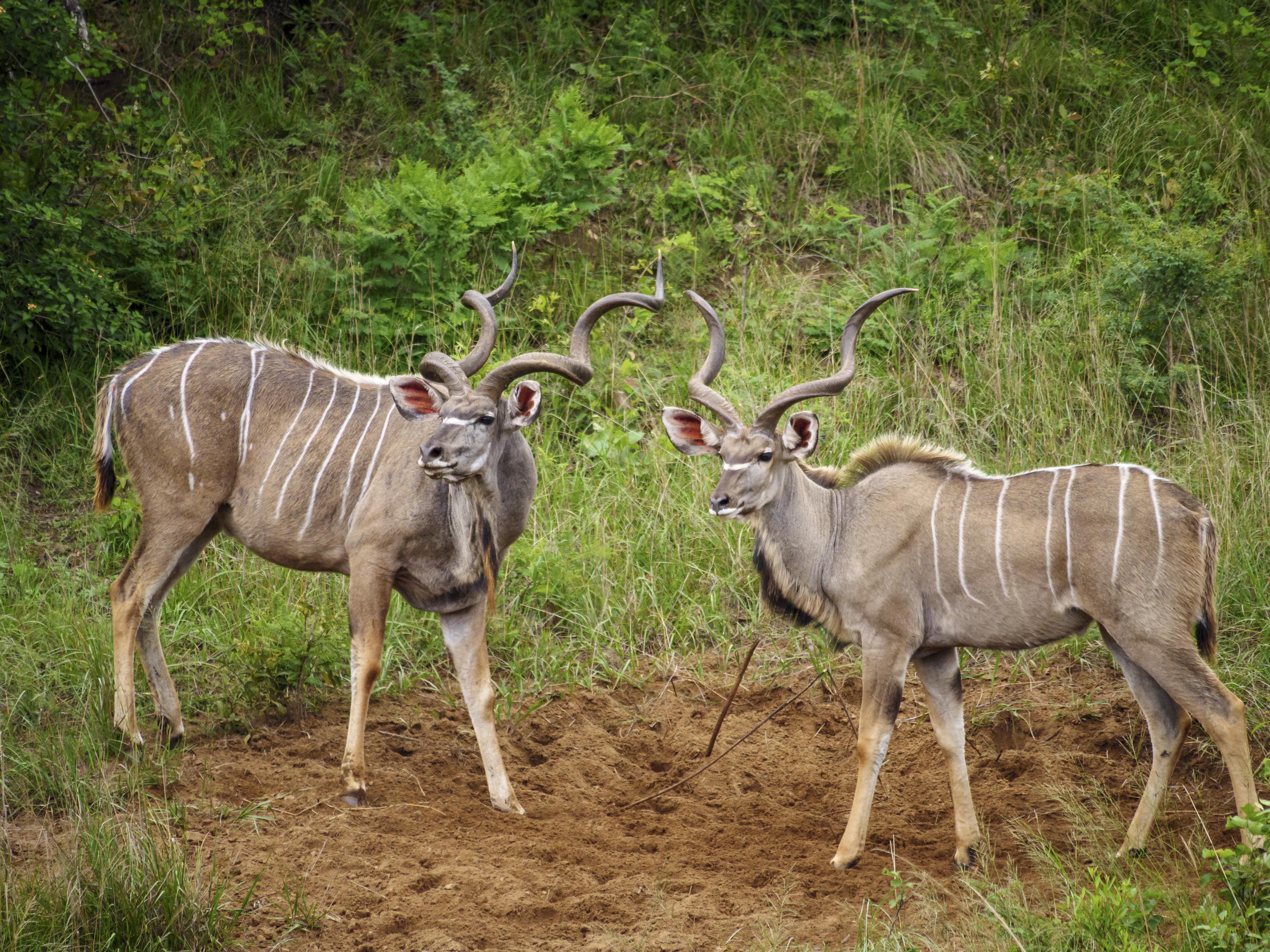 Nkomazi Game Reserve By Newmark Badplaas Buitenkant foto